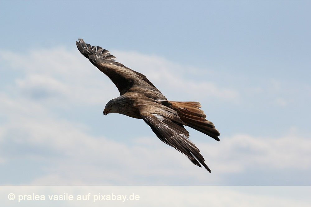 Greifvogel fliegt durch die Lüfte