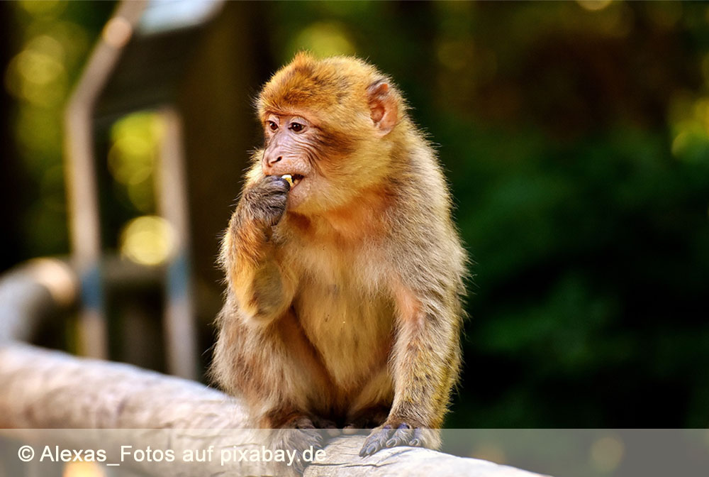 Kleiner Affe sitzt auf Holzgeländer