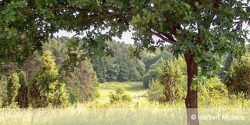 Wacholder-Naturschutzgebiet Geisert in Demerath