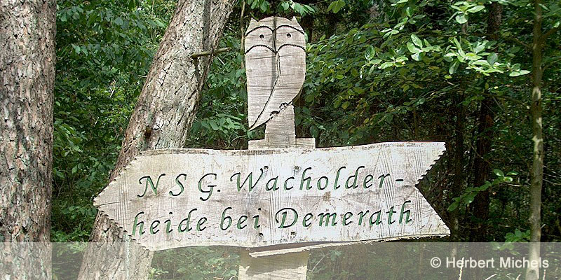Wacholder-Naturschutzgebiet Lautershausen in Demerath