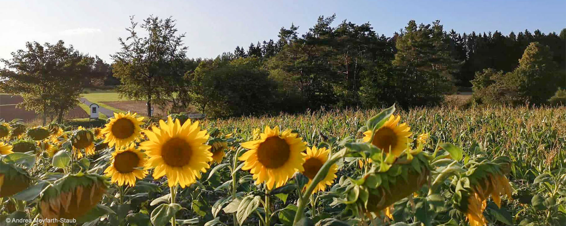 Sonnenblumenfeld in Demerath